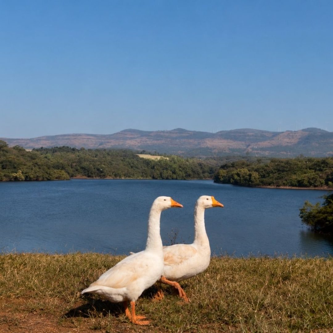 Lake View